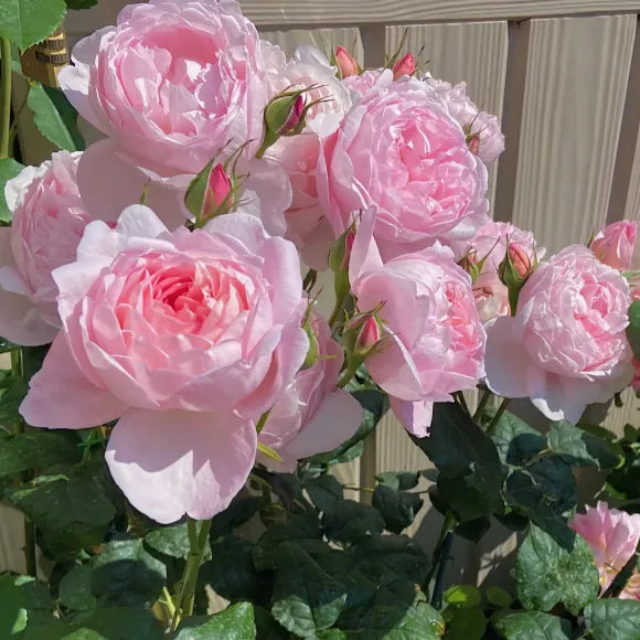 Elegant Climbing Rose Flower Seeds