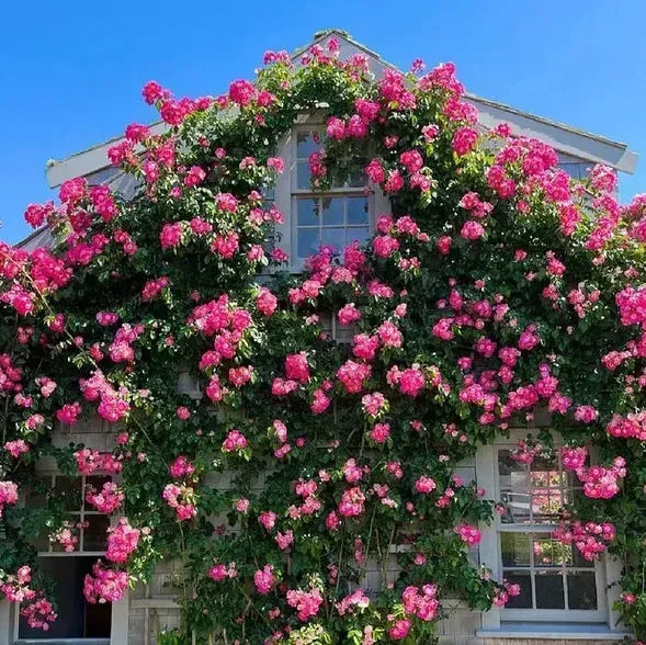 Elegant Climbing Rose Flower Seeds