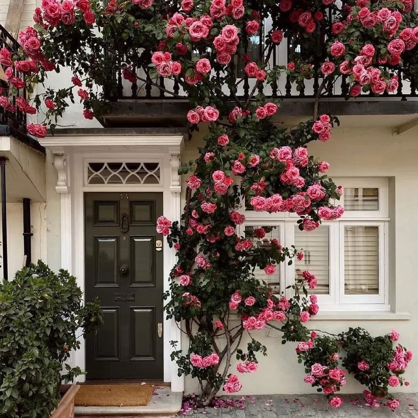 Elegant Climbing Rose Flower Seeds