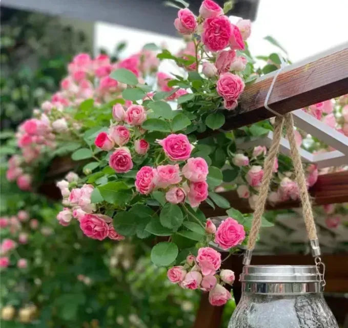 Elegant Climbing Rose Flower Seeds