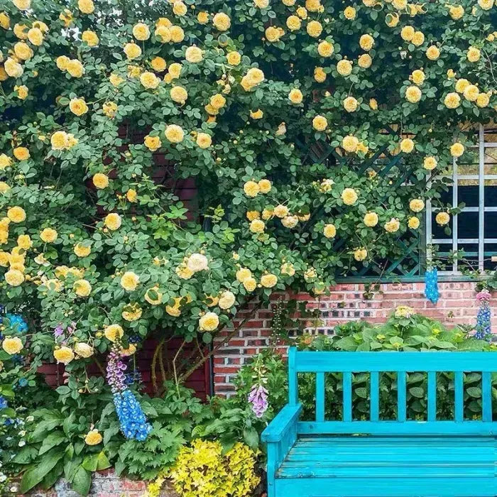 Elegant Climbing Rose Flower Seeds
