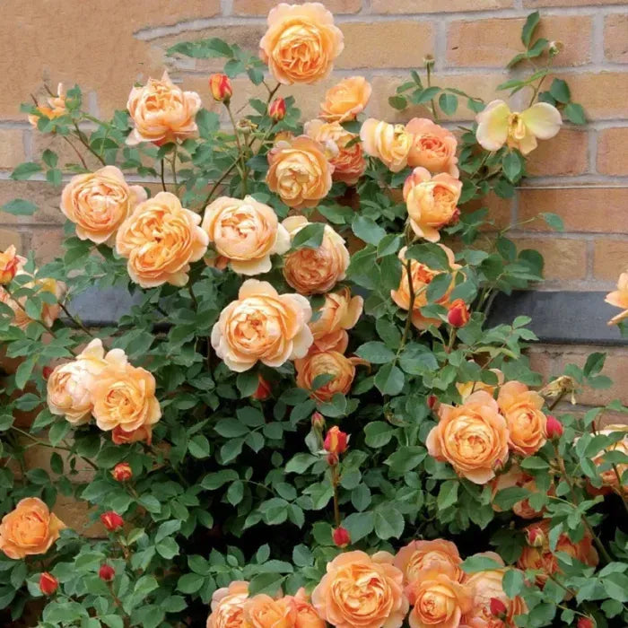 Elegant Climbing Rose Flower Seeds