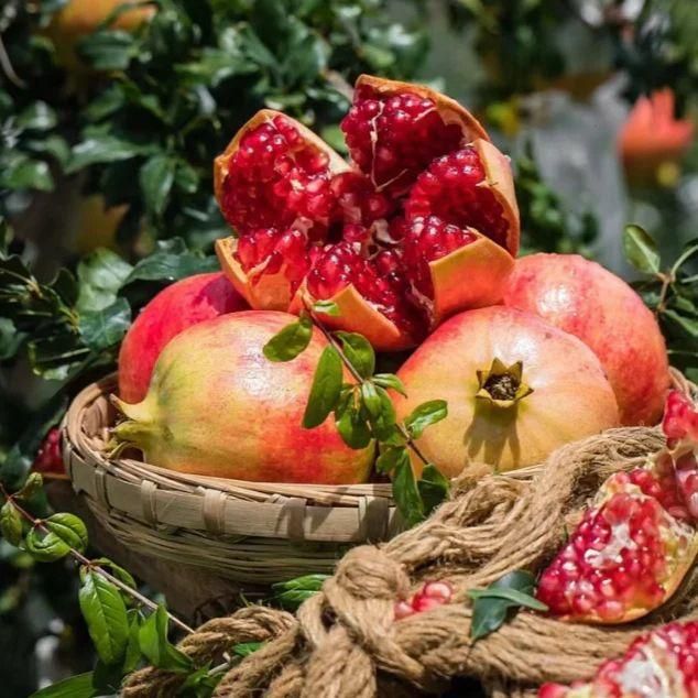 Pomegranate Seeds Pack of 1